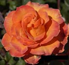 Orange Rose